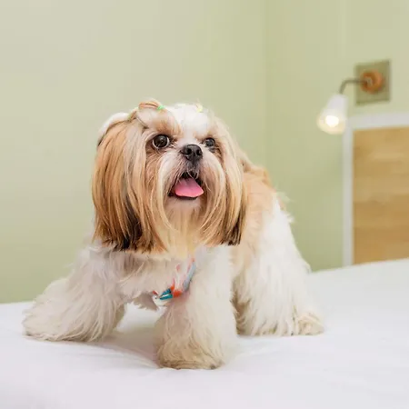 إيبيس هايدلبيرغ هاوتبانهوف