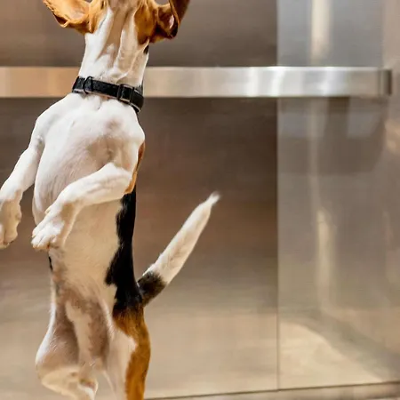 فندق إيبيس هايدلبيرغ هاوتبانهوف 3*